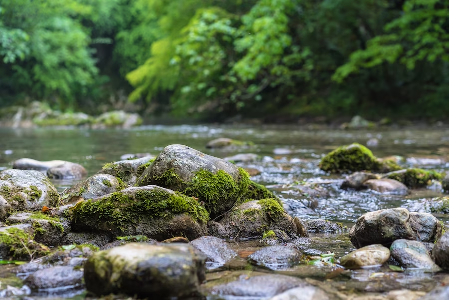 https://www.freepik.com/free-photo/mountain-river-flowing-through-green-forest-rapid-flow-rock-covered-with-moss_7639748.htm#query=river%20water&position=2&from_view=search&track=ais